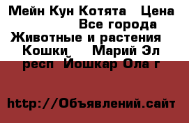 Мейн Кун Котята › Цена ­ 15 000 - Все города Животные и растения » Кошки   . Марий Эл респ.,Йошкар-Ола г.